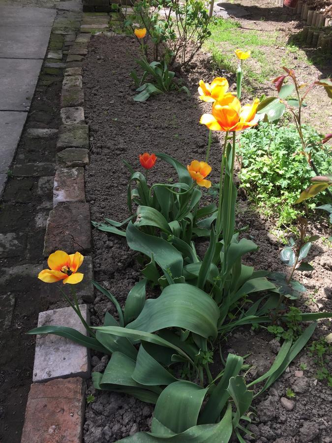 Crown Street Garden Studio ベオグラード エクステリア 写真